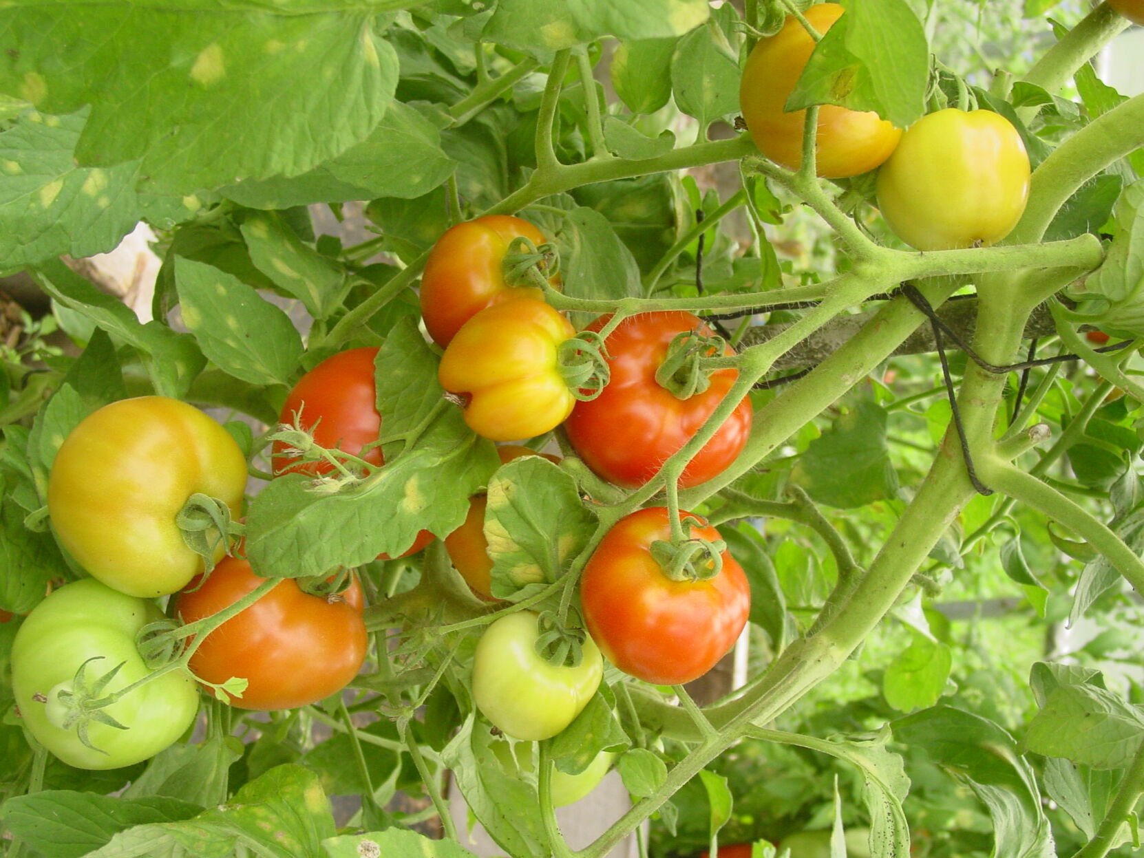 More Thoughts While Weeding: Assessing summer as the season winds down